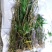 大黄草；马鞭石斛