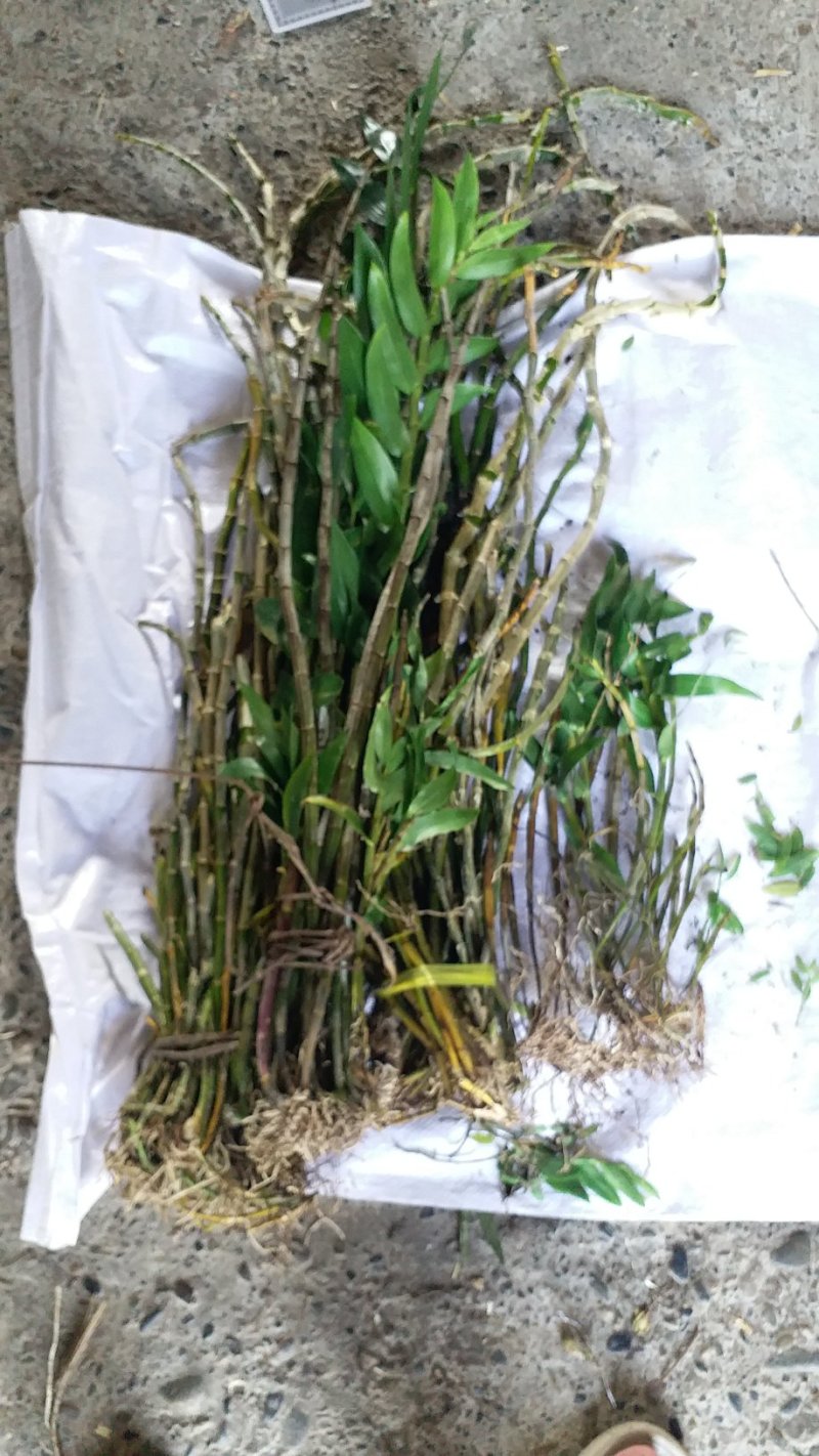 大黄草；马鞭石斛