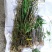 大黄草；马鞭石斛