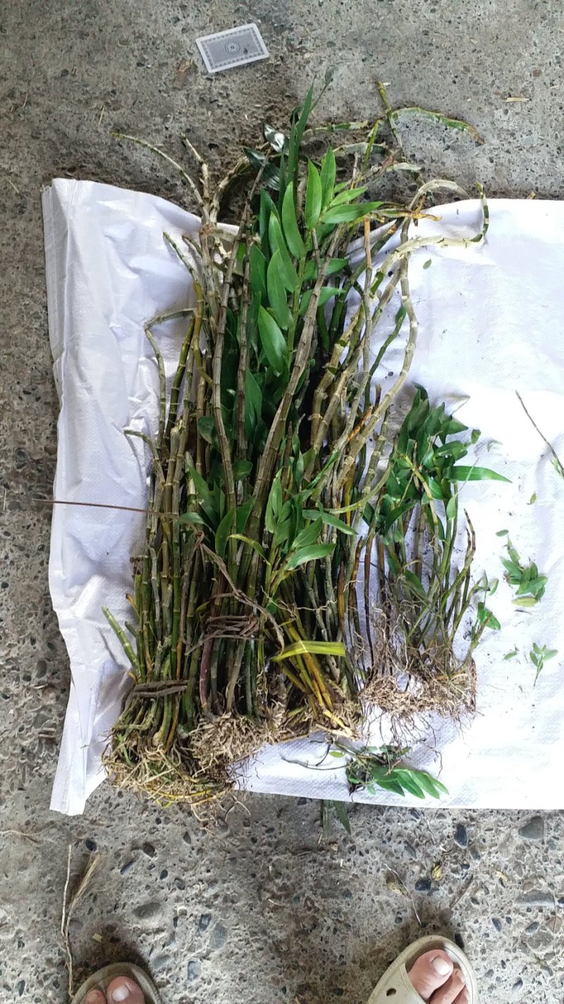 大黄草；马鞭石斛
