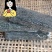 农户直供烘干海带丝5斤装（巨鲸水产出品）