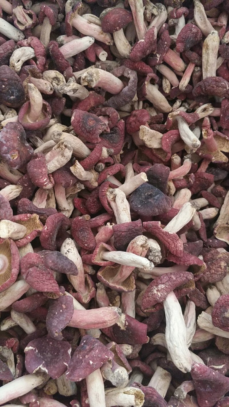 精品红菇野生红菇量大可优惠手挑精品中菇袋装500克/包