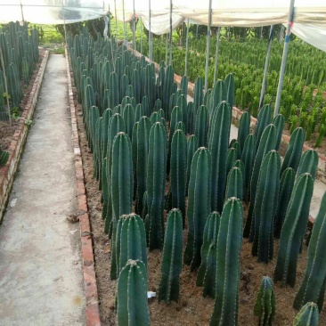 基地直销各种仙人柱量天尺大量批发,质量保证