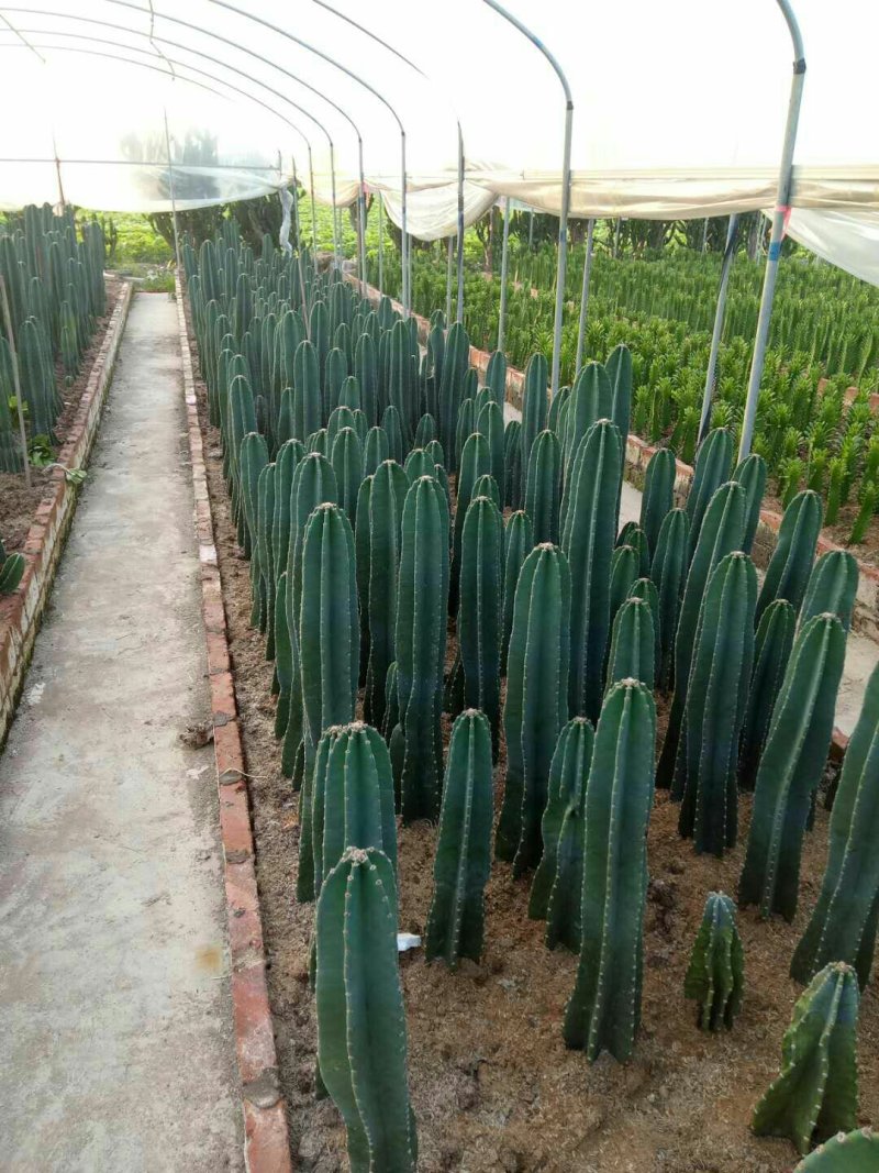 基地直销各种仙人柱量天尺大量批发，质量保证