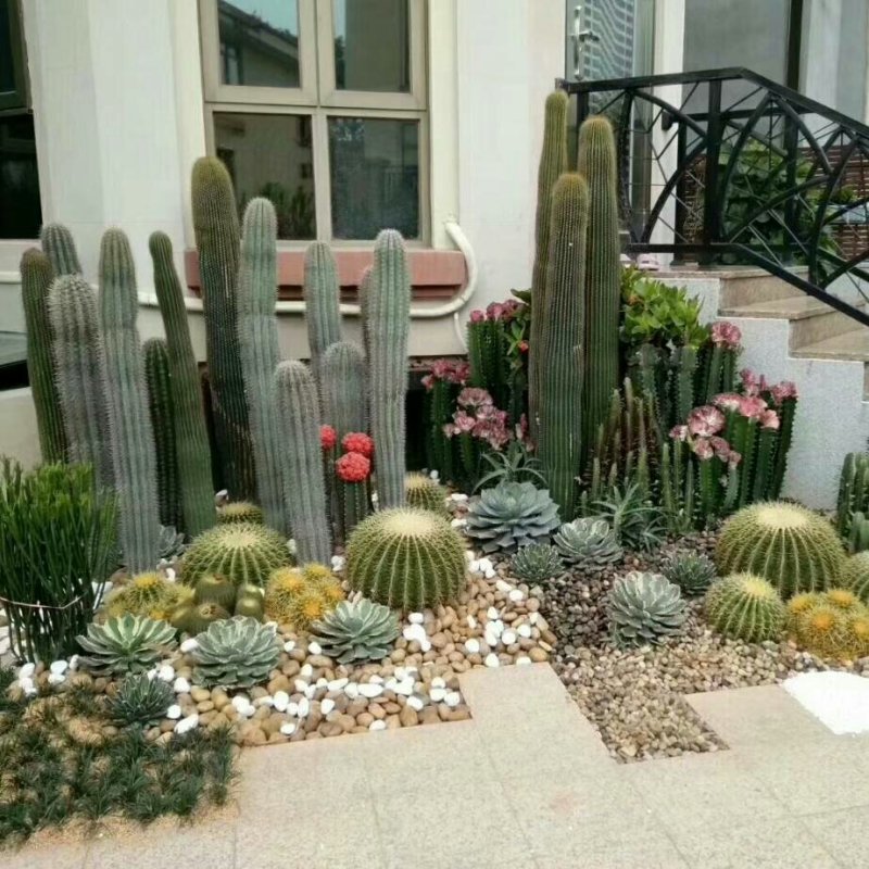 基地直销各种仙人柱量天尺大量批发，质量保证