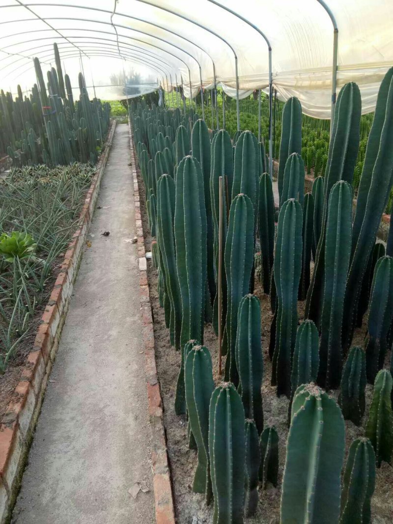 基地直销各种仙人柱量天尺大量批发，质量保证