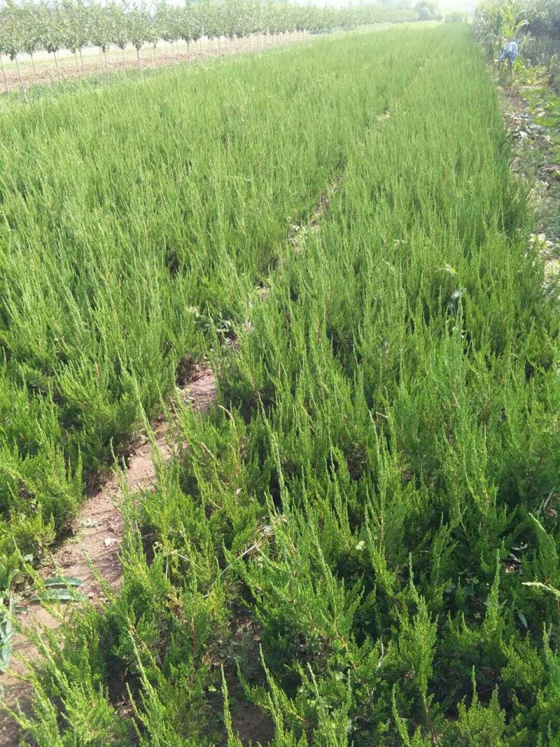 龙柏苗侧柏苗大苗穴盘小苗规格齐全价格便宜