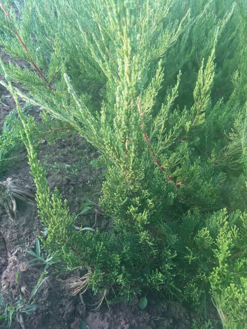 龙柏苗侧柏苗大苗穴盘小苗规格齐全价格便宜