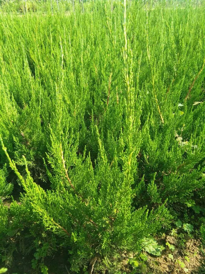 龙柏苗侧柏苗大苗穴盘小苗规格齐全价格便宜
