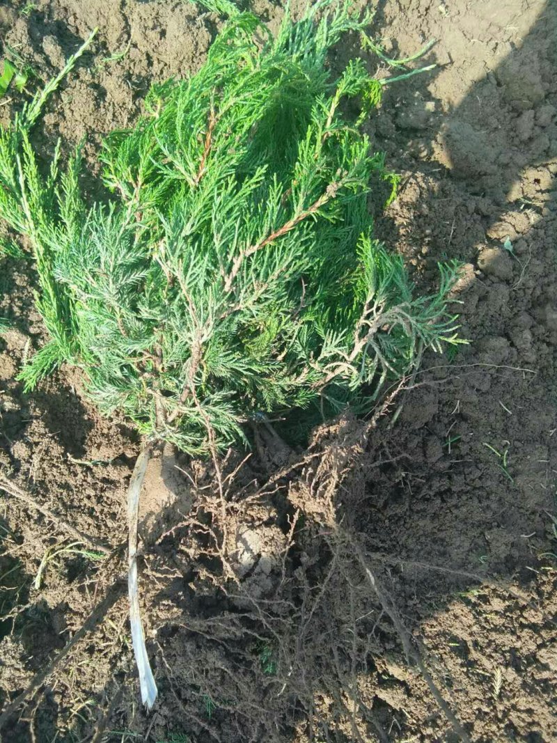 龙柏苗侧柏苗大苗穴盘小苗规格齐全价格便宜