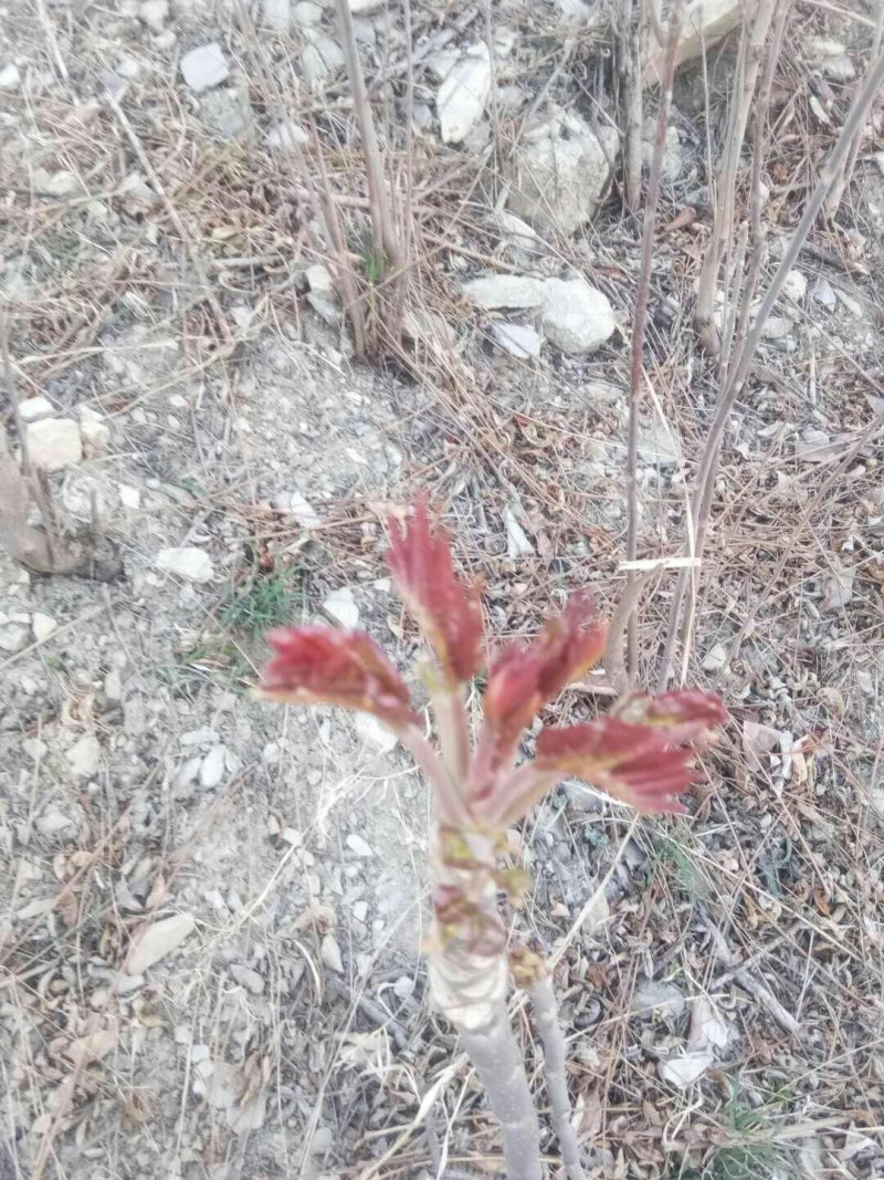 基地直销泰山红油香椿苗0.3～8公分一直三年苗规格齐