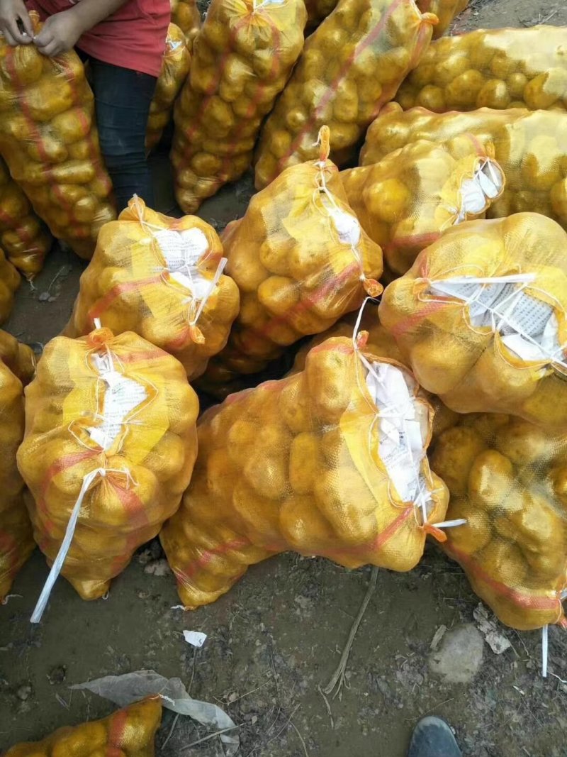 土豆，洋芋，马铃薯，土豆，土豆土豆土豆土豆