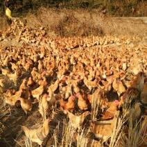 长期大量供应闽北散养青脚童子鸡，各种疫苗齐全好续养。