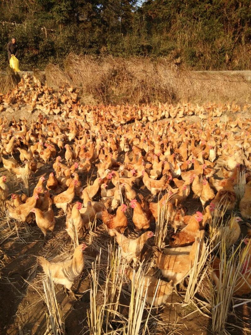 长期大量供应闽北散养青脚童子鸡，各种疫苗齐全好续养。