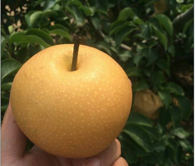 秋月梨树苗皮薄无渣糖度高基地直销保证品种纯度