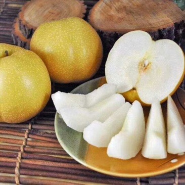 秋月梨树苗皮薄无渣糖度高基地直销保证品种纯度