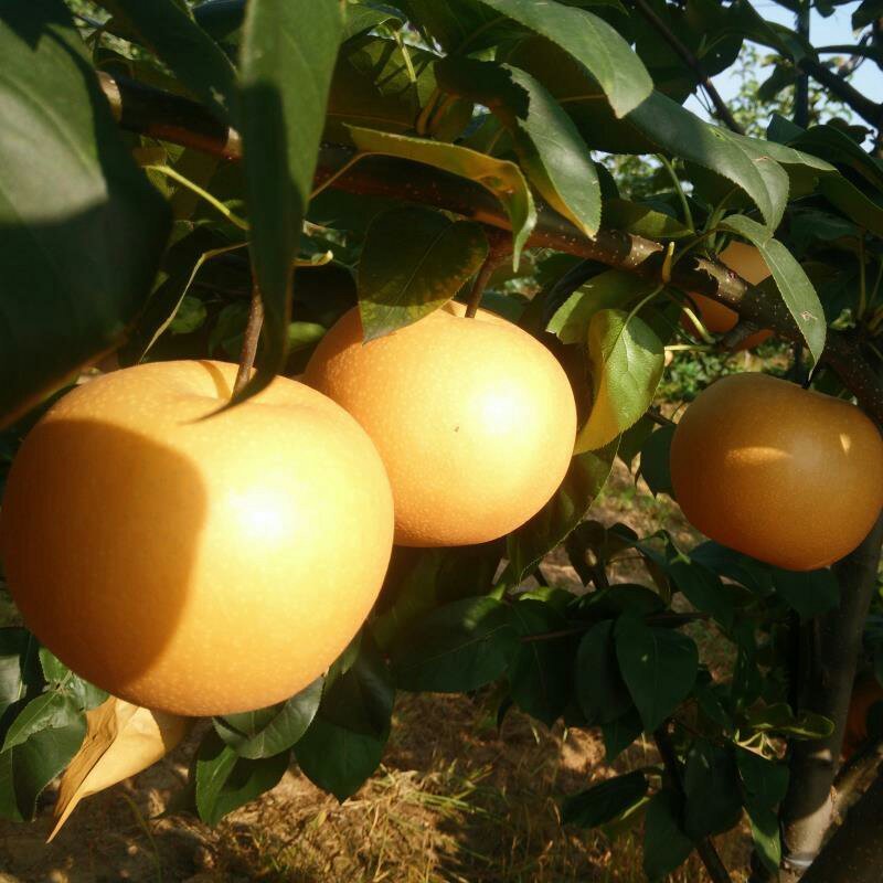 秋月梨树苗皮薄无渣糖度高基地直销保证品种纯度