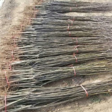 黄金梨树苗天然矿泉水果肉细腻，无渣核小保证品种