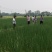 马蹄大号
