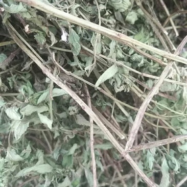薄荷