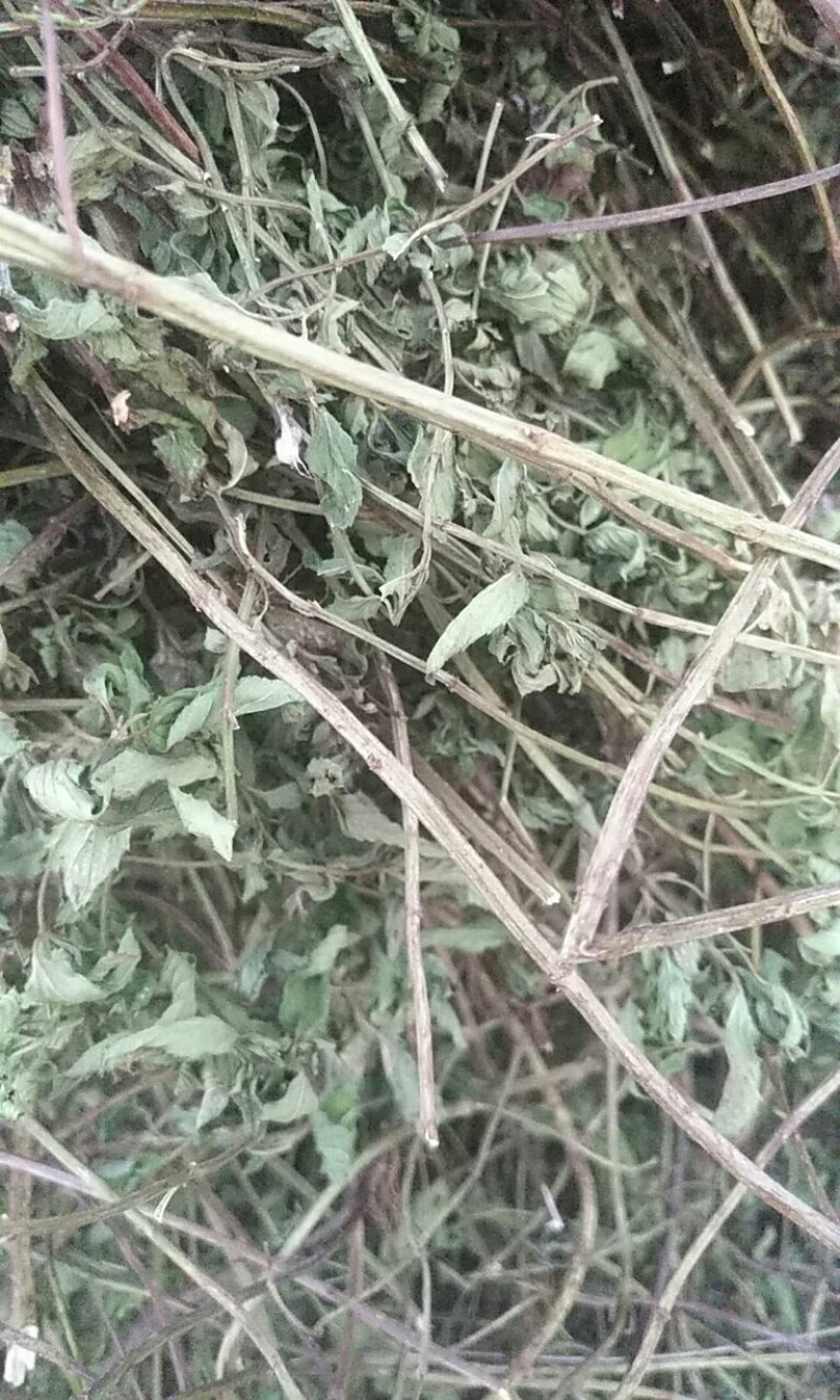 薄荷