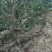 精品山楂树六至十公分的山楂树基地直发价格低质量好欢迎联系