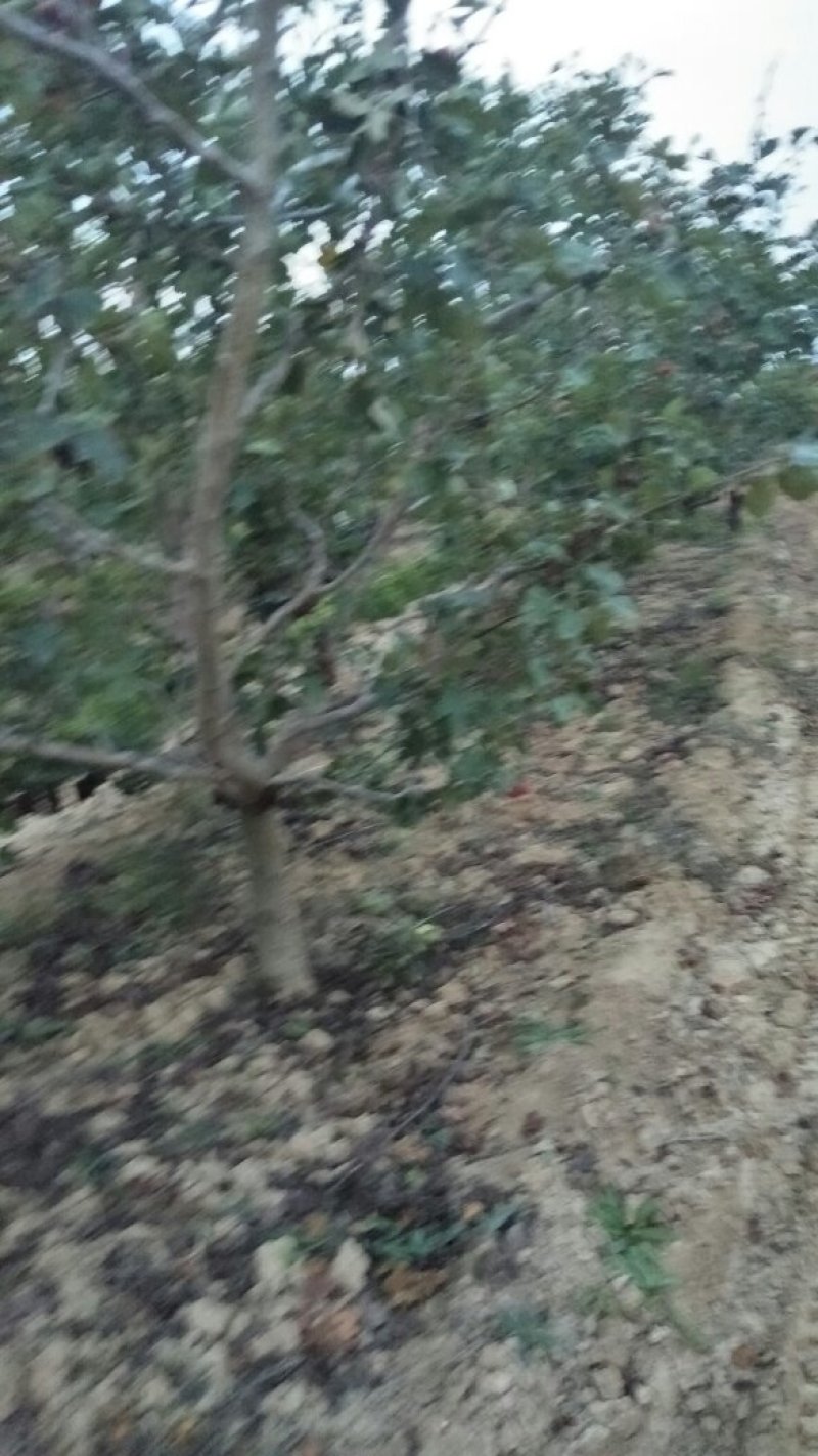 精品山楂树六至十公分的山楂树基地直发价格低质量好欢迎联系