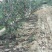 精品山楂树六至十公分的山楂树基地直发价格低质量好欢迎联系