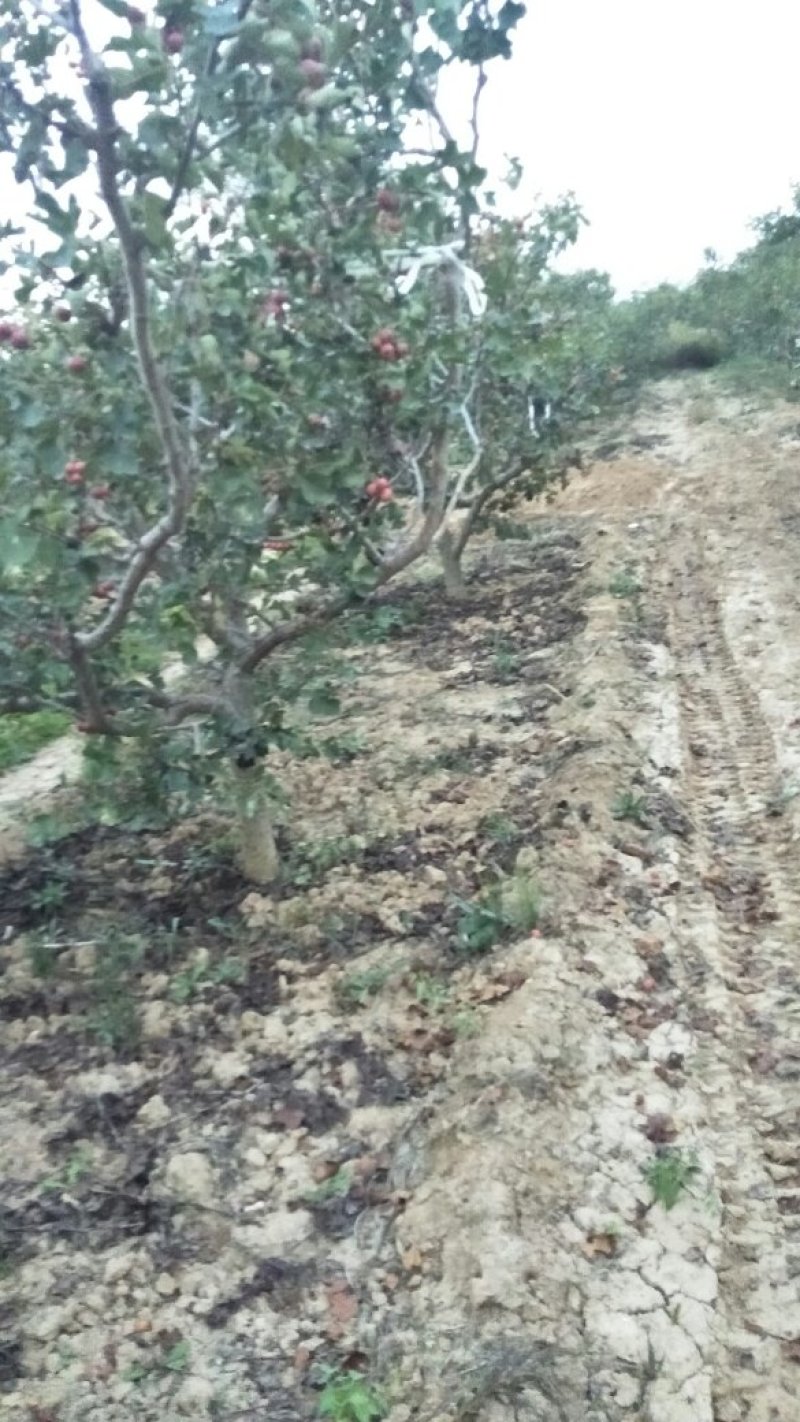 精品山楂树六至十公分的山楂树基地直发价格低质量好欢迎联系