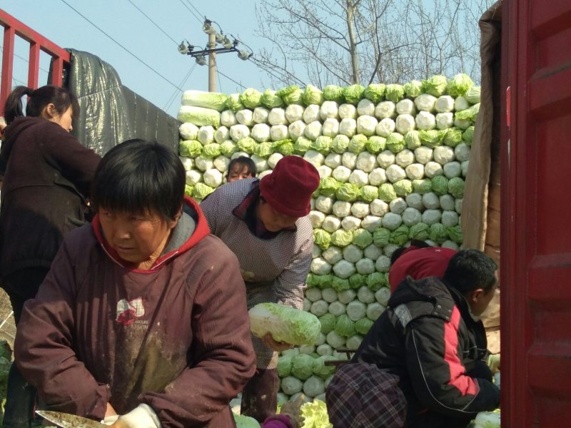河北定州北京新三号白菜，质量好价格便宜，欢迎考察选购
