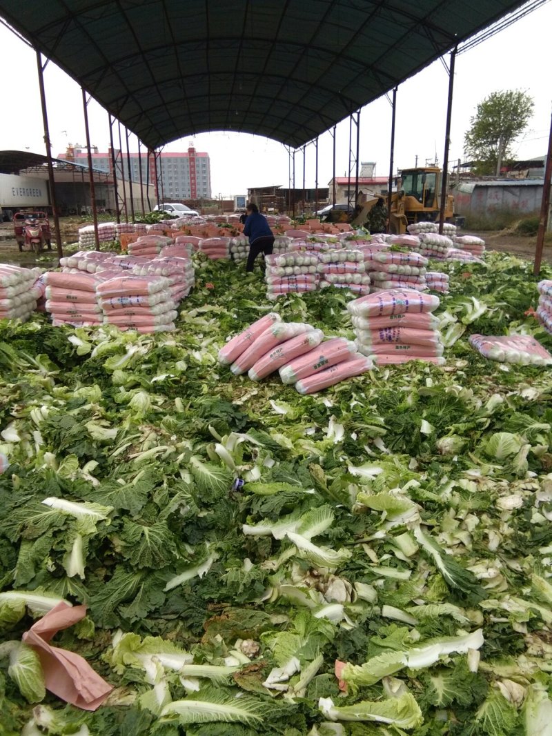 河北定州北京新三号白菜，质量好价格便宜，欢迎考察选购