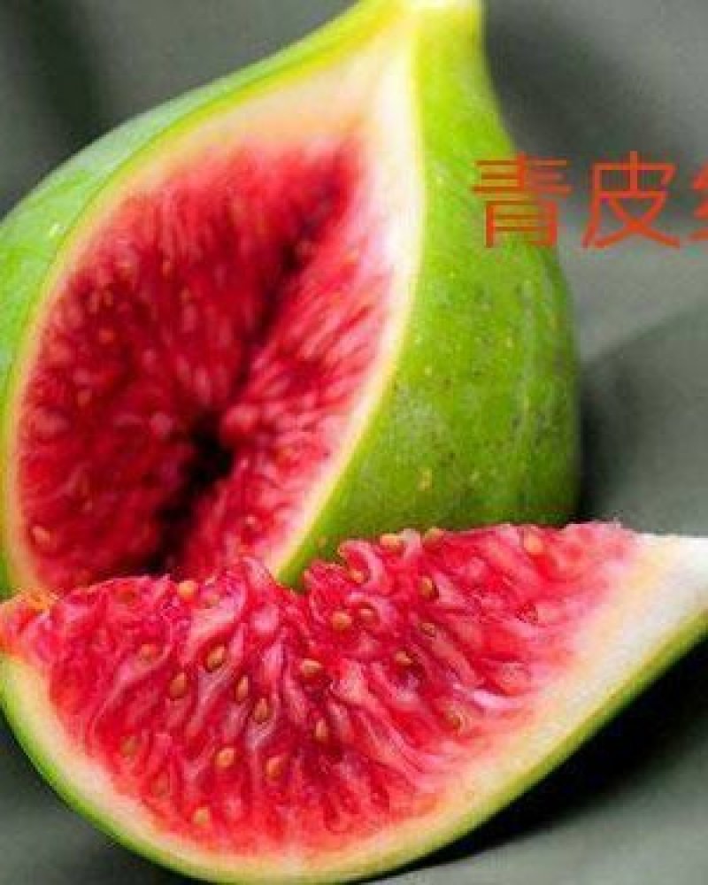 无花果树苗