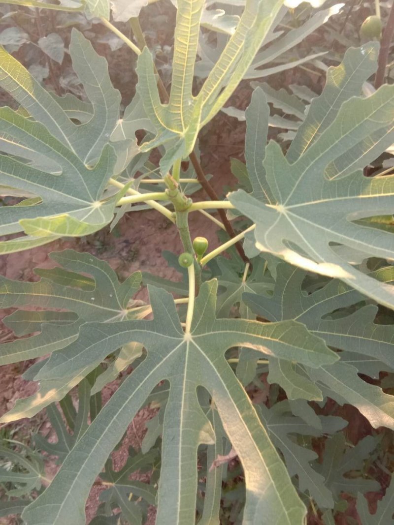 无花果树苗