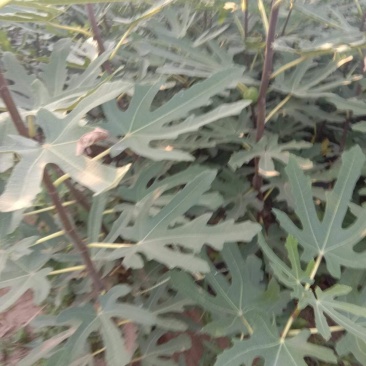 无花果树苗