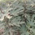 无花果树苗