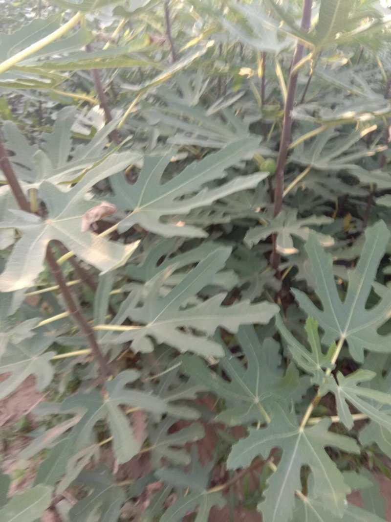无花果树苗