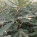 无花果树苗
