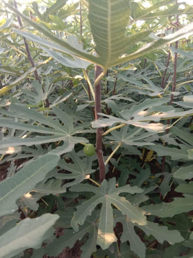 无花果树苗