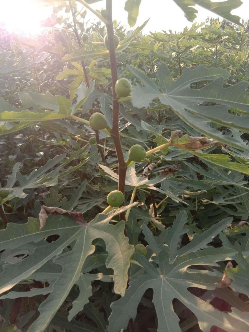 无花果树苗