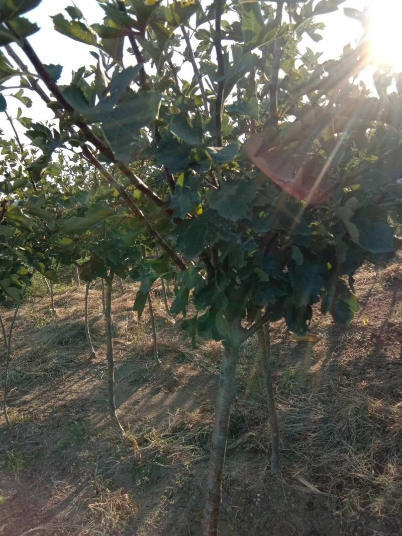 三年定植山楂树