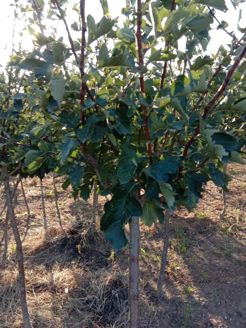 三年定植山楂树