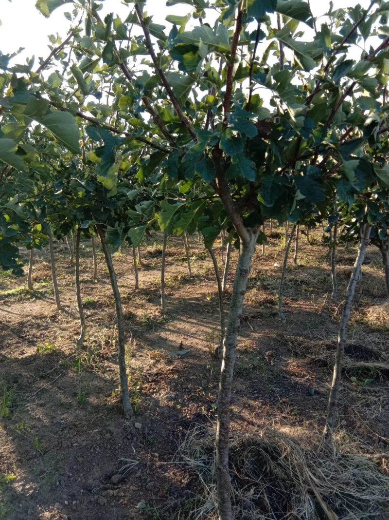 三年定植山楂树