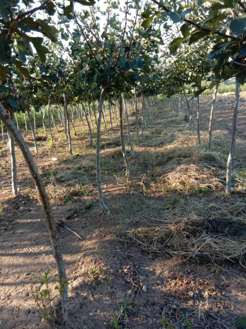 三年定植山楂树