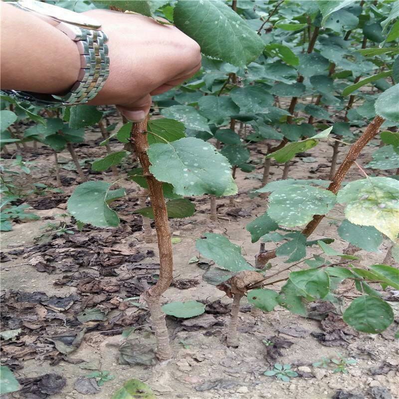 杏树苗凯特杏金太阳荷兰香蜜杏基地直发纯种保证质量