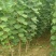 杏树苗凯特杏金太阳荷兰香蜜杏基地直发纯种保证质量