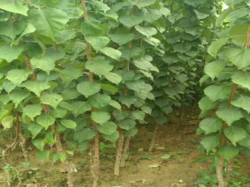 杏树苗凯特杏金太阳荷兰香蜜杏基地直发纯种保证质量
