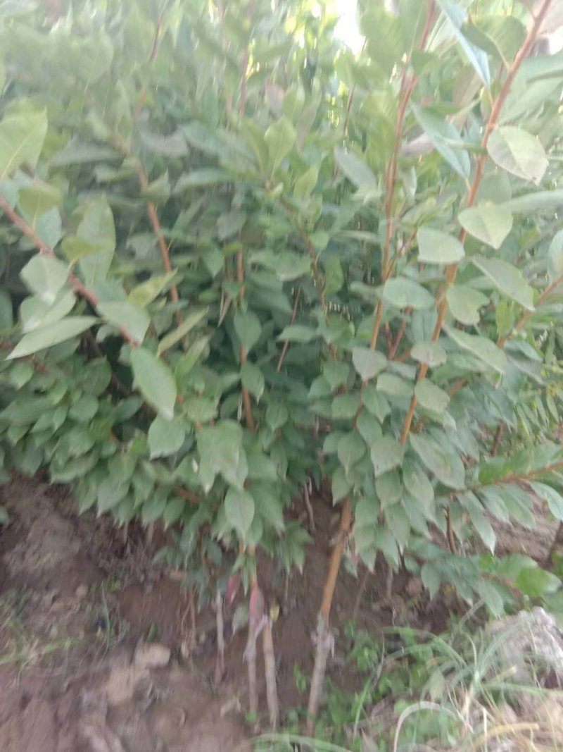 美国蛇李子树苗