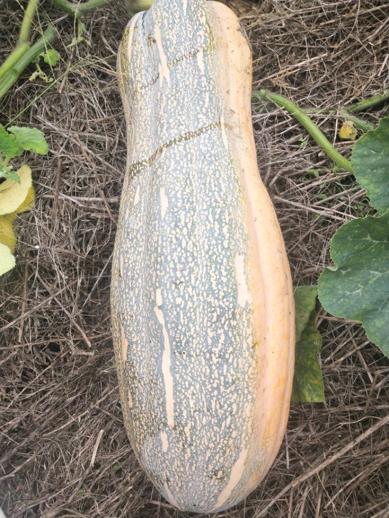 老南瓜