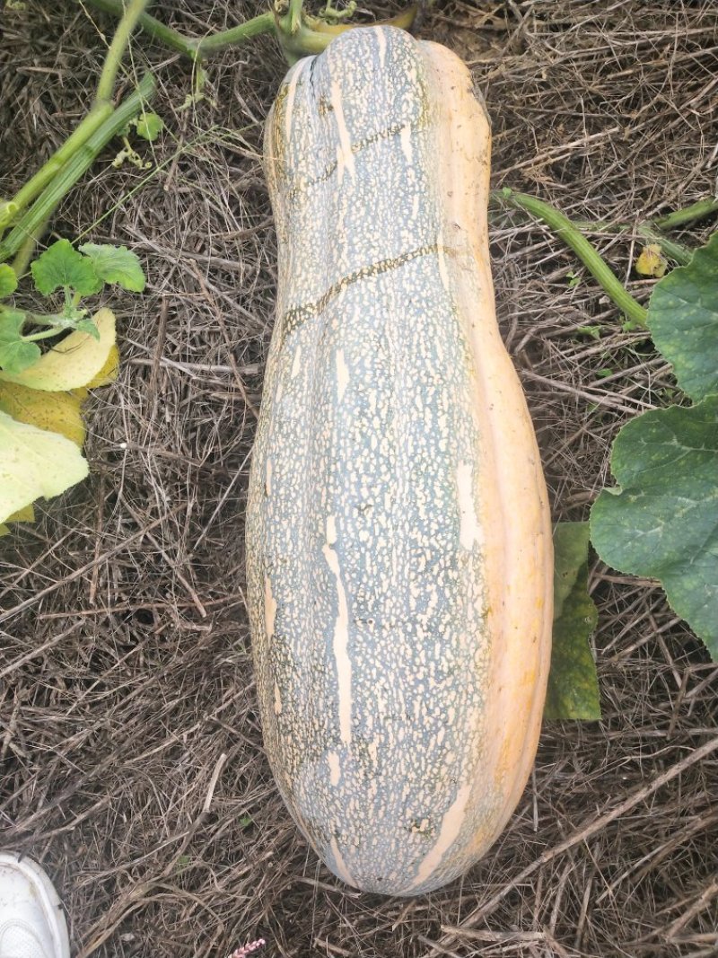 老南瓜