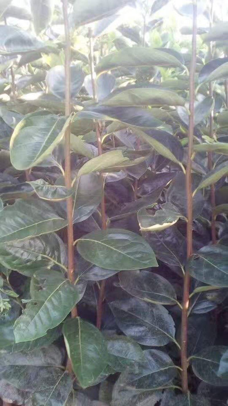 柿子苗